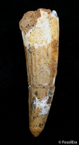 Inch Spinosaurus Tooth - Composite #2803